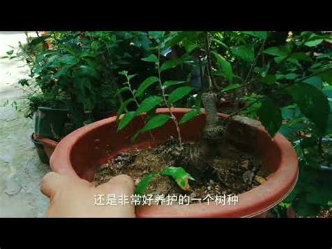 榔榆 盆景 植物 澆水 榆樹